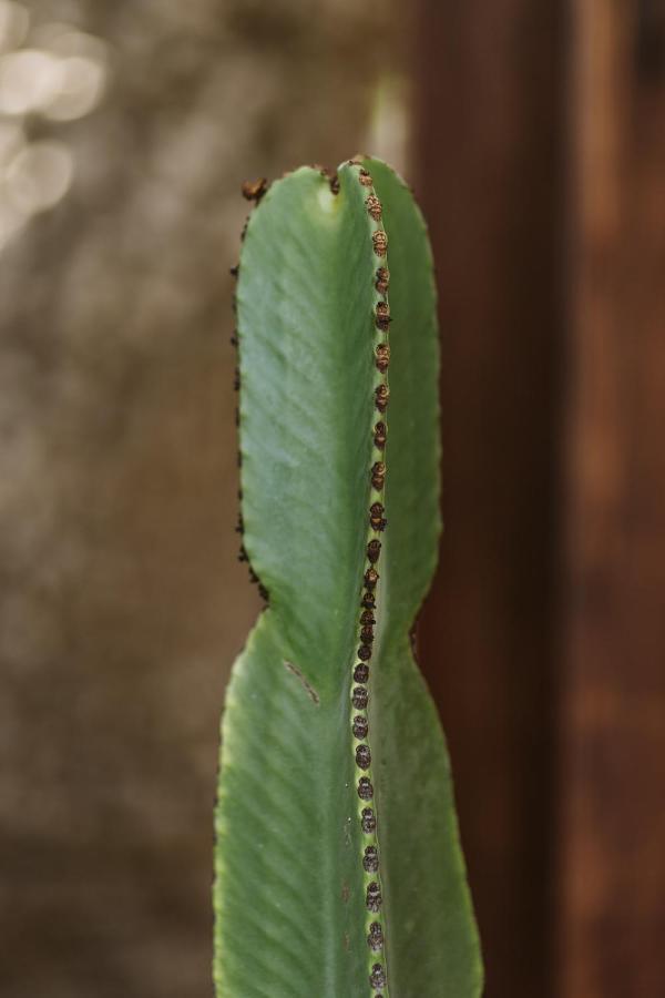 Hotelito Rural Flor De Timanfaya ティナホ エクステリア 写真