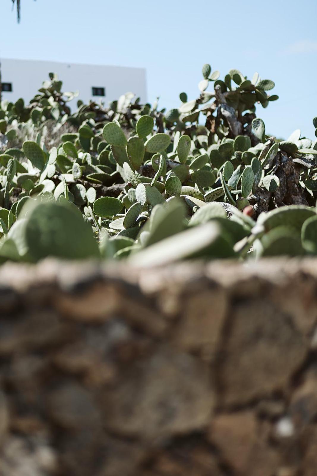 Hotelito Rural Flor De Timanfaya ティナホ エクステリア 写真